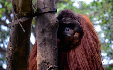 Orangutans, Subfamily Ponginae