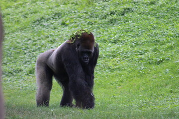 Gorillas and baby at Pittsburgh Zoo