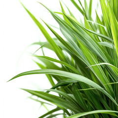 Obraz premium Seagrass Isolated
