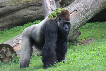 Gorillas and baby at Pittsburgh Zoo