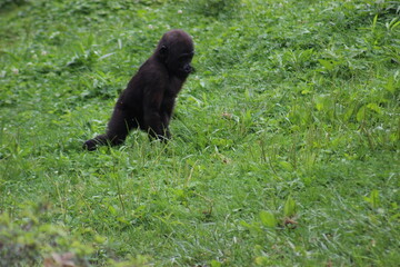 Gorillas and baby at Pittsburgh Zoo