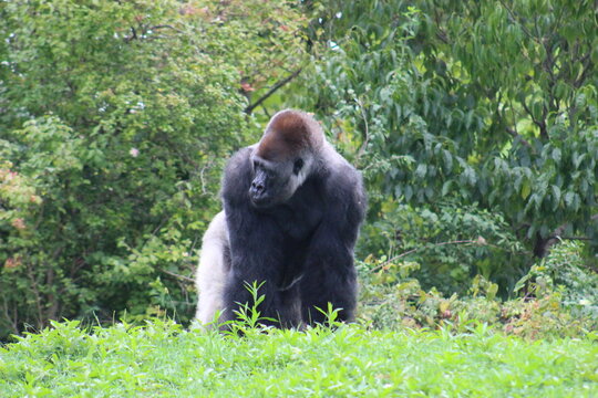 Gorillas and baby at Pittsburgh Zoo