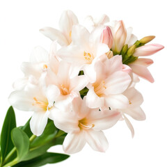 Fototapeta premium Tuberose Isolated