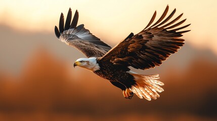 Fototapeta premium A majestic eagle soaring through the skies, showcasing its powerful wings and stunning plumage against a golden sunset.