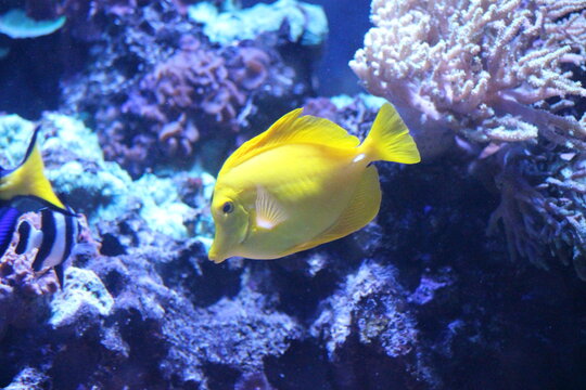 Yellow Tang at Pittsburgh Zoo