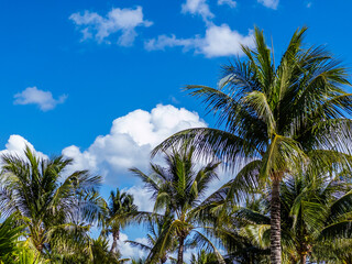 Fototapeta premium Tropical palms at the beach