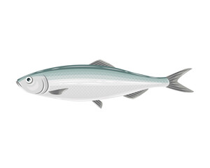 Vector illustration of pacific herring  © Arun