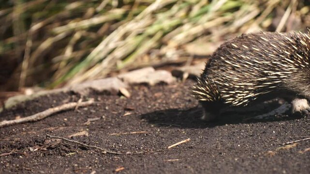 Beautiful echidna in the Australian bush, in the tasmanian outback. Australian wildlife in a national park in Australia in spring