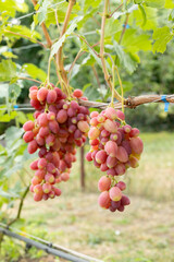 Two bunches of pink grapes on the vine