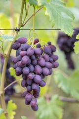 Close-up of a bunch of blue grapes