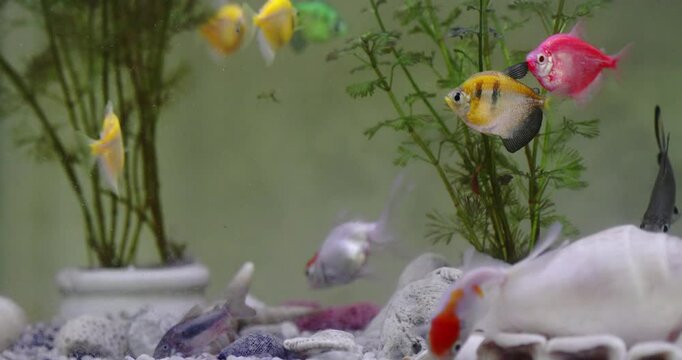 Colorful fish glide through a vibrant aquarium