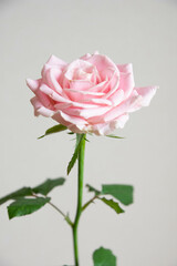 スイートアバランチェ