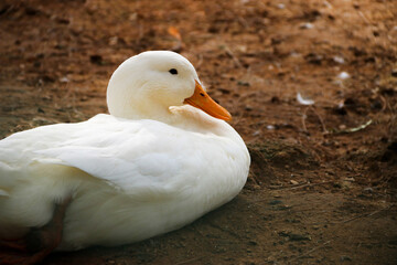 white duck in the garden