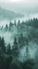 Forest foggy illustration poster background
