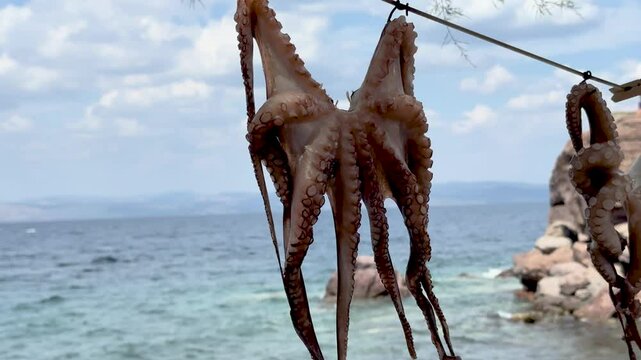 Octopuses left to dry on the beach in the village of Sikamineas on the island of Lesbos Greece and wasps trying to get their share