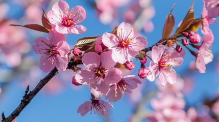 A close-up of a cherry blossom tree in full bloom, with delicate pink flowers against a clear blue sky.