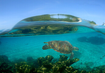 a sea turtle in the crystal clear water of an island in the caribbean sea