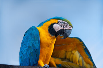 Blue-and-yellow macaw (Ara ararauna), Arara-canindé © Gilson Pereira