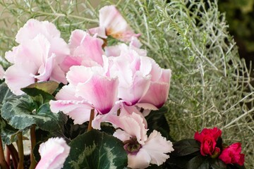 Persian cyclamen (Cyclamen persicum) plant in botanic garden