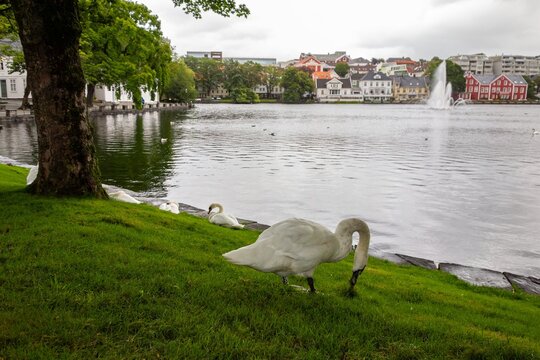 White swan in front of Breiavatnet lake in Stavanger, Norway