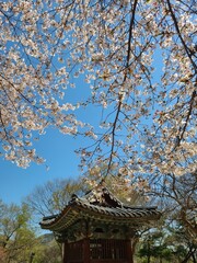 Fototapeta premium 향긋한 봄