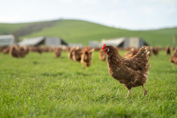 free range chicken farm in australia, pasture raised eggs on a regenerative sustainable agricultural farming on green grass in a field