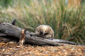 Fototapeta premium echidna, echidna in the bush, Beautiful echidna in the Australian bush, in the tasmanian outback. Australian wildlife in a national park in Australia in spring