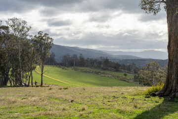 Farming landscape of stud angus and wagyu bulls grazing, with beautiful cows and cattle grazing on...