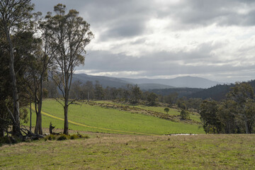 Farming landscape of stud angus and wagyu bulls grazing, with beautiful cows and cattle grazing on...