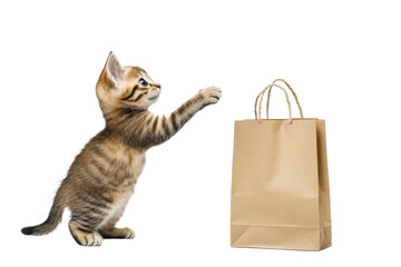 Cute kitten on left pointing with paw to paper shopping bag on right. Plain pure white background....