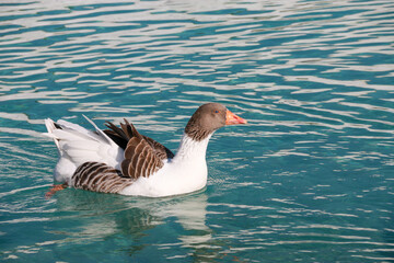 White and brown ducks swimming in the green lake