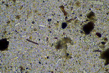 Soil under the microscopy, looking at sand, silt and clay and soil biology, amoebae, fungi, fungal, microbes and nematodes in a cattle farm in australia. 
