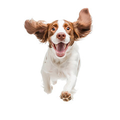 Happy dog running towards camera with ears flapping, isolated on white background, full of energy and excitement.