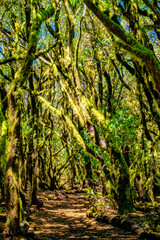 laurel forest on the island of La Gomera
