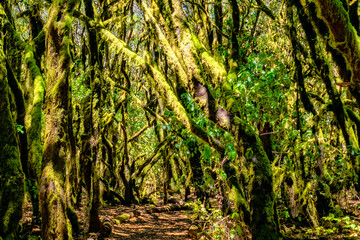 Obraz premium laurel forest on the island of La Gomera