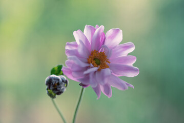 Różowy kwiat zawilca japońskiego, tapeta. © Elżbieta Kaps