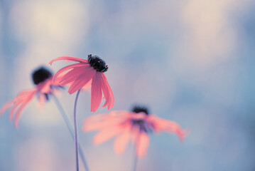 Kwiaty rudbekii, piękne kwiatowe tło, tapeta.  © Elżbieta Kaps