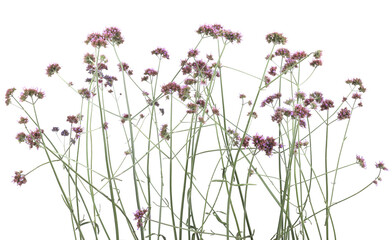 Flowers Verbena bonariensis isolated on white background. Tall garden flowers Purpletop vervain.