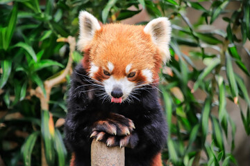 Red Panda Displaying Playful Expression