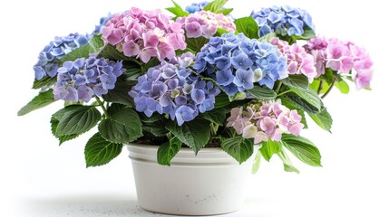 Fototapeta premium Hydrangea isolated on white background. Hydrangea in a pot. Beautiful flowers