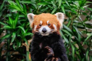 Fototapeta premium Red Panda Displaying Playful Expression in a Park