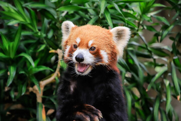 Red Panda Displaying Playful Expression in a Park