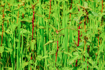Obraz premium Grass in the rice field 