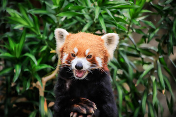 Naklejka premium Red Panda Displaying Playful Expression