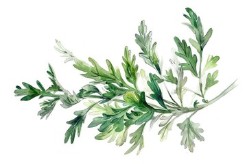 Fototapeta premium Fresh Herbal Aroma: A Botanical Watercolor Illustration of Wormwood and Sagebrush Tea