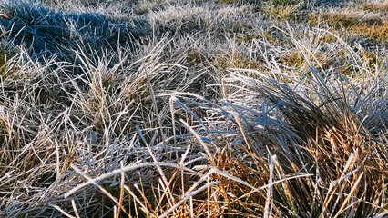 Close up young grass plants green wheat growing on agricultural field, agriculture, morning frost on leaves
