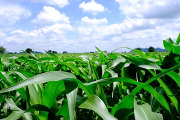 Corn crop field Landscap plant