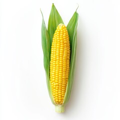 Fresh corn on the cob showcased against a white background, highlighting vibrant kernels