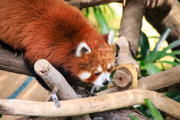 A Red Panda Climbing a Tree Branch