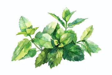 Hand Drawn Watercolor Illustration of Fresh Melissa and Lemon Balm Bunch
